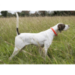 Rock - Pointer - World Class Bird Dogs